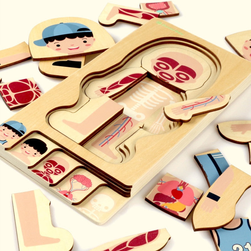 WOODEN BODY STRUCTURE PUZZLE 